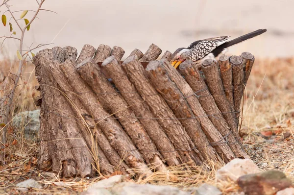 Южный Желтоклювый Ворон Tockus Leucomelas Ищет Пищу — стоковое фото