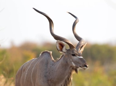 Namibya büyük Kudu (yayılım gösterir: strepsiceros) closeup