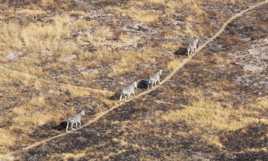 Zebra çimenli doğa, akşam güneşi, havadan görünümü - Botsvana