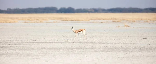 Springbok Solitario Nel Makgadikgadi Botswana — Foto Stock