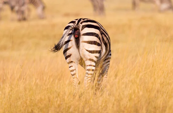 Zebra Met Gras Begroeide Natuur Avond Zon Botswana — Stockfoto