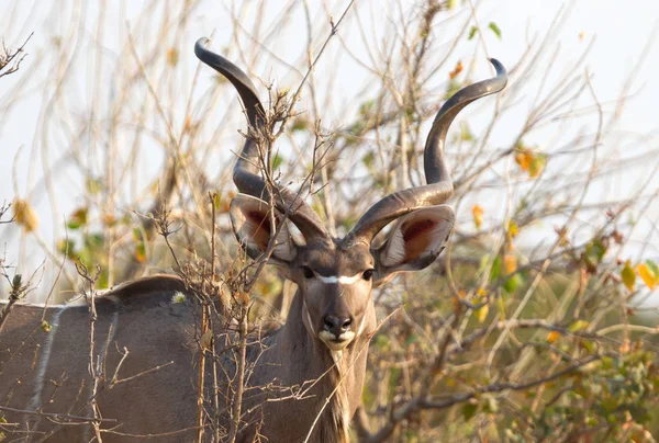 Closeup Greater Kudu Tragelaphus Strepsiceros Namibia — Stock Photo, Image