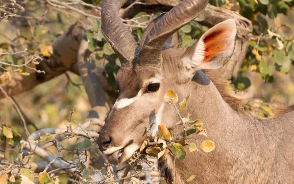 Detailní Záběr Kudu Velký Tragelaphus Strepsiceros Namibii — Stock fotografie