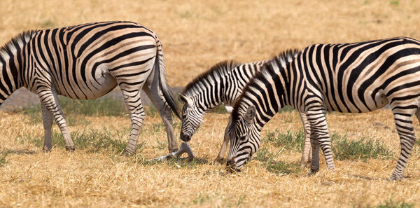 Damara zebra (Equus burchelli antiquorum) in Botswana