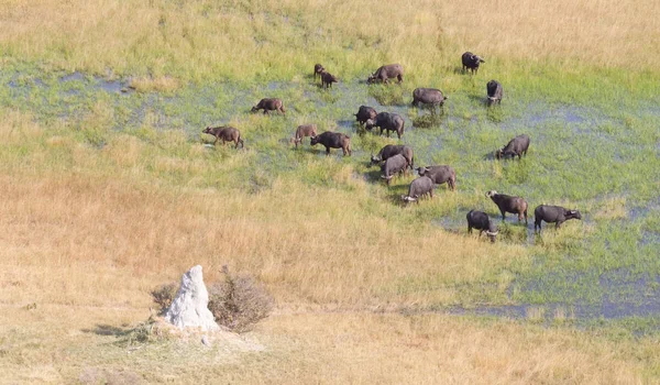 博茨瓦纳奥卡万戈三角洲的水牛 Bubalis 空中拍摄 — 图库照片
