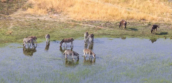 Cebra Naturaleza Herbácea Sol Noche Vista Aérea Botswana —  Fotos de Stock