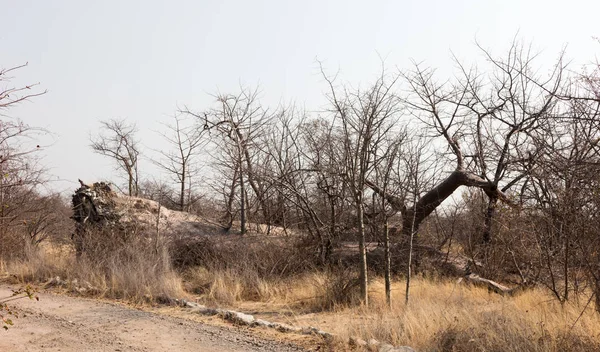 Gran Árbol Baobab Caído Norte Botswana —  Fotos de Stock