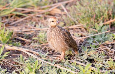 Yerde kırmızı gagalı frankolin (pternistis adspersus), Botswana