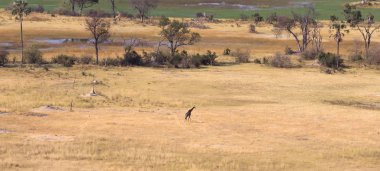 Botswana 'da yetişkin zürafa (Giraffa camelopardalis), hava manzarası