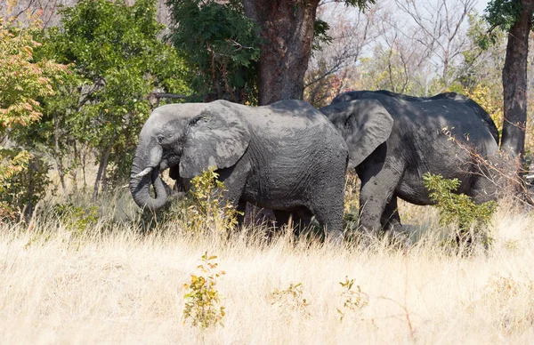 Elefante Africano Adulto Loxodonta Africana Botswana — Foto Stock