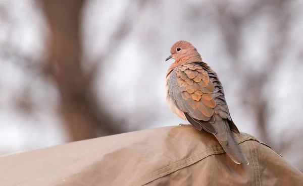 Colomba Ridente Spilopelia Senegalensis Una Tenda Botswana — Foto Stock