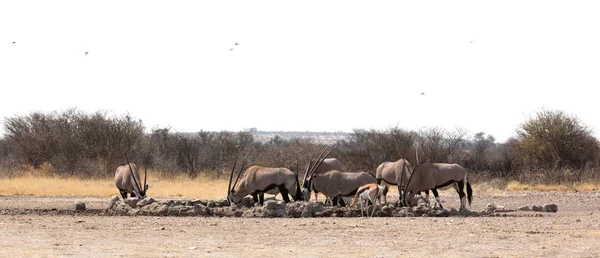 Oryx Buraco Água Deserto Kalahari Botsuana — Fotografia de Stock