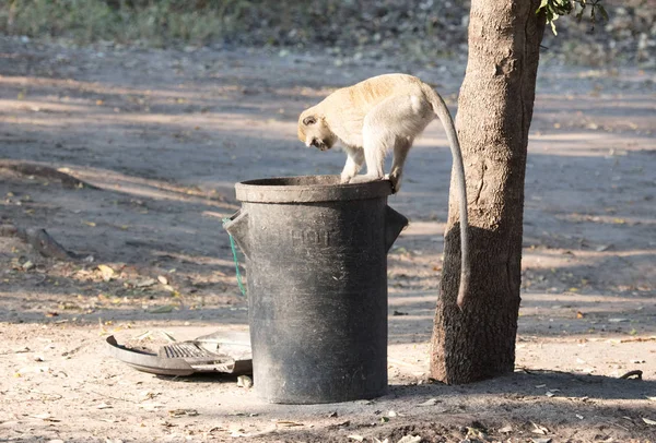 Vervet Monkey Trashcan Looking Human Leftovers Botswana — Stock Photo, Image