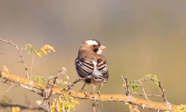 White Browed Weaver Plocepasser Mahali Kalahari Botswana — Stock Photo, Image