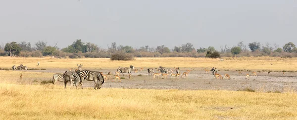 Μεγάλη Ομάδα Από Διαφορετικά Ζώα Κοντά Ένα Waterhole Επιλεκτική Εστίαση — Φωτογραφία Αρχείου