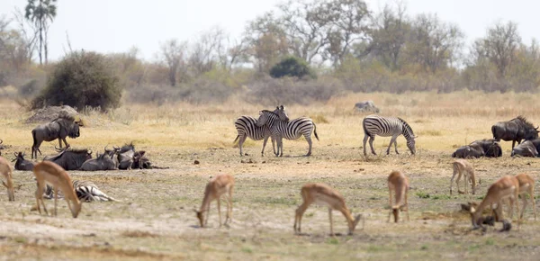 Dois Abraços Zebra Perto Buraco Água Botsuana — Fotografia de Stock