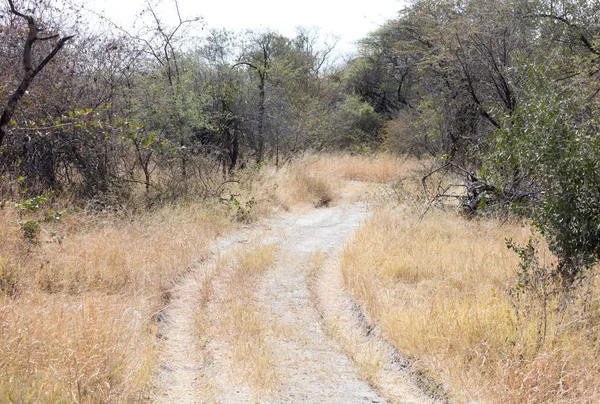 Kalahári Sivatagban Természet Botswana Homokos — Stock Fotó