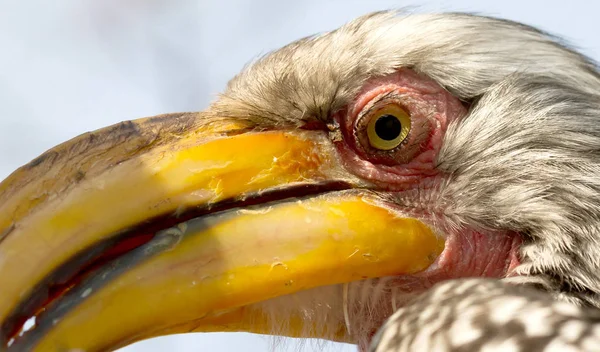 Hornbill Amarelo Faturado Sul Tockus Leucomelas — Fotografia de Stock