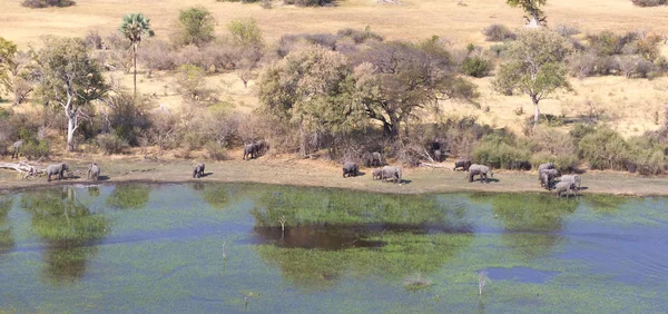 Sloni Okavango Delta Botswana Letecký Snímek — Stock fotografie