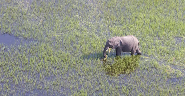 Слон Пересекает Воду Дельте Окаванго Ботсвана Снимок Воздуха — стоковое фото