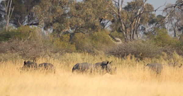 Rino Negro Pie Hierba Botswana —  Fotos de Stock