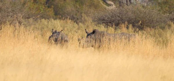 Nosorožec Dvourohý Stojící Trávě Botswana — Stock fotografie