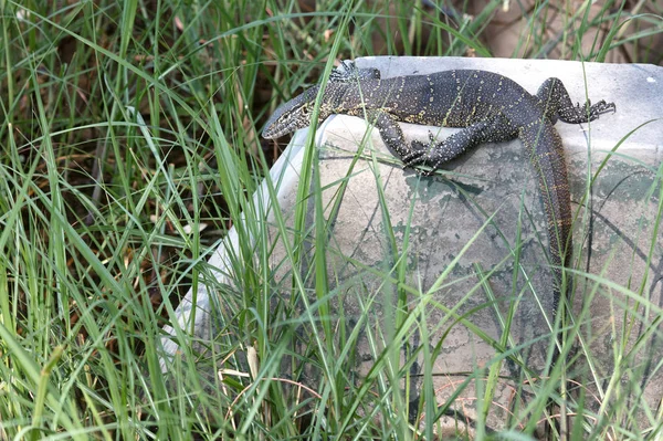 博茨瓦纳野生尼罗河监测仪 巨蜥罗非鱼 — 图库照片