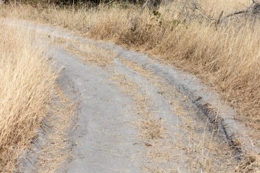 Sandy yol Kalahari, doğa Botswana