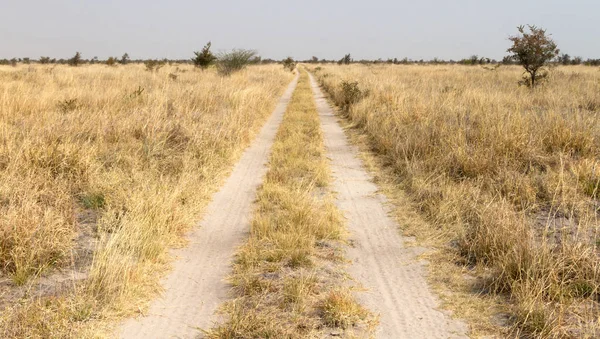 Camino Arena Kalahari Naturaleza Botswana —  Fotos de Stock