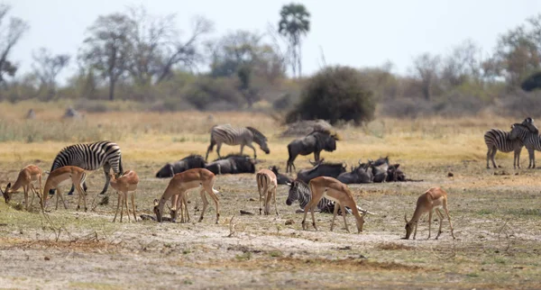 Μεγάλη Ομάδα Από Διαφορετικά Ζώα Κοντά Waterhole Μποτσουάνα — Φωτογραφία Αρχείου