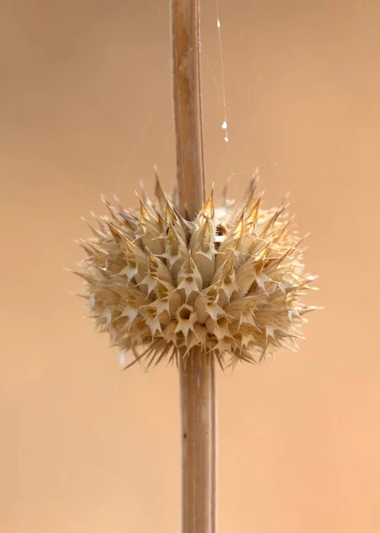 Stachelige Blume Auf Gras Natur Botswana — Stockfoto