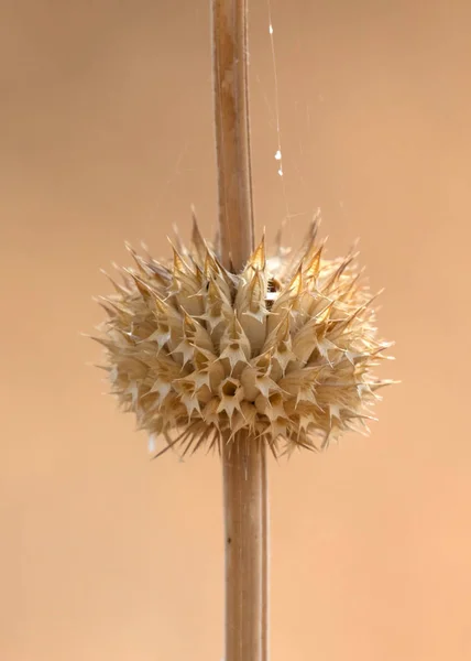 Spikey Květina Trávě Příroda Botswaně — Stock fotografie