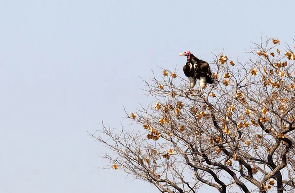 纳米比亚一棵树上的红头秃鹫 — 图库照片