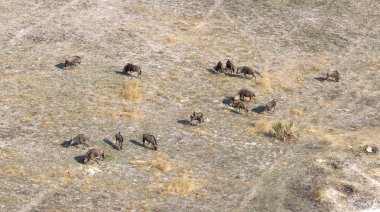 Okavango Deltası (Botsvana), havadan görünümü içinde mavi Wildebeast