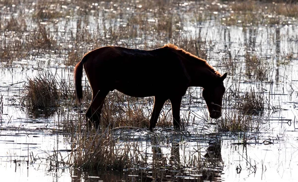 Häst Som Badar Liten Sjö Botswana — Stockfoto