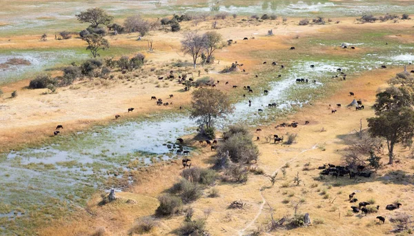 博茨瓦纳奥卡万戈三角洲的水牛 Bubalis 空中拍摄 — 图库照片