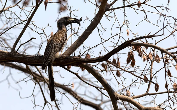 アフリカ灰色サイチョウ ボツワナの木に座っています — ストック写真