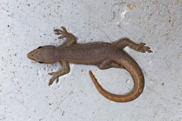 Tiny Lizard Metal Sink Namibia — Stock Photo, Image