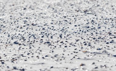 Hollanda'da bir plajda birçok kabukları