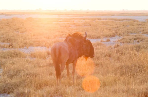 Blå Wildebeast Connochaetes Taurinus Makgadikgadi Botswana — Stockfoto