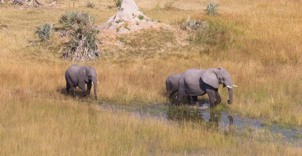 Sloni Přes Vodu Okavango Delta Botswana Letecký Snímek — Stock fotografie