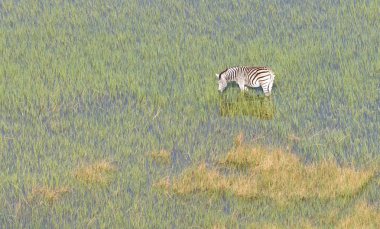 Vahşi Afrika zebra Okavango delta - Botsvana - havadan görünümü