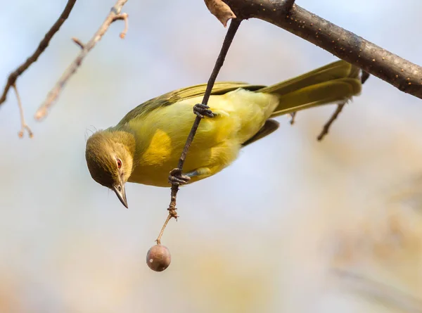 博茨瓦纳一棵树上的黄铃兰 Chlorocichla Flaviventris — 图库照片