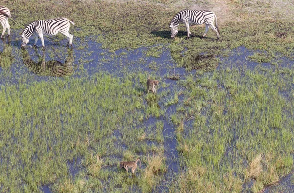 在奥卡万戈三角洲的野生非洲斑马和猴子 博茨瓦纳 鸟瞰图 — 图库照片