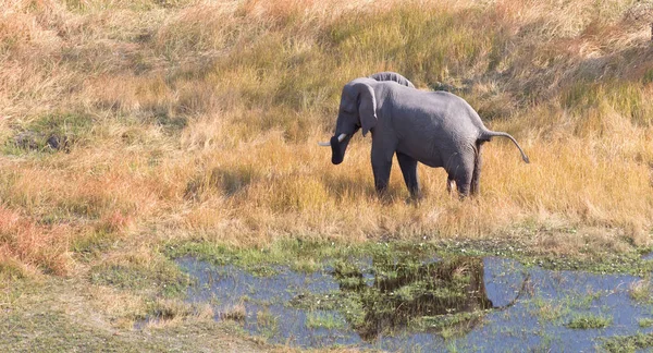 Слон Дельте Окаванго Ботсвана Воздушный Кадр — стоковое фото