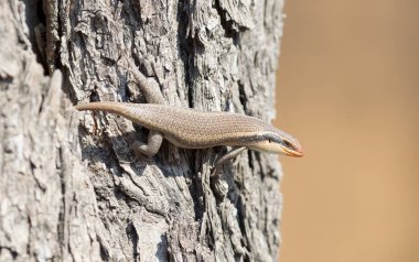 Kalahari ağaç skink (Trachylepis spilogaster) bir ağaç
