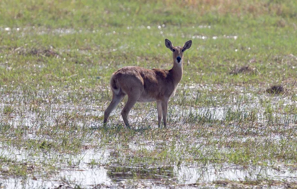 Waterbuck Kobus Ellipsiprymnus Στη Ναμίμπια Στην Βάλτο — Φωτογραφία Αρχείου