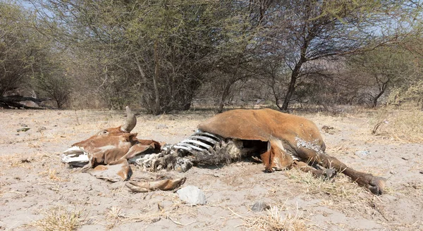 Střední Mrtvá Kráva Zblízka Příčina Smrti Neznámá Botswana — Stock fotografie