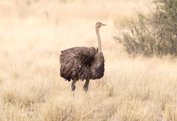 Pštrosí Procházka Dospělých Kalahari Botswana — Stock fotografie