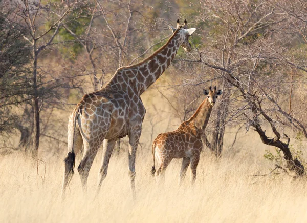 Ausgewachsene Giraffe Mit Einem Jungen Giraffa Camelopardalis Namibia — Stockfoto